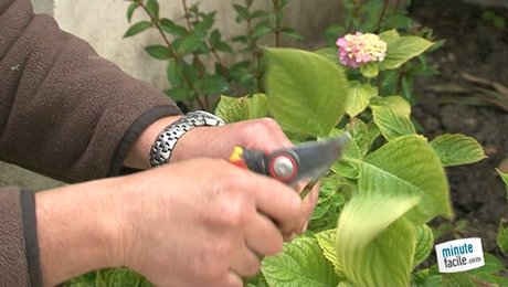 Bouturage Des Hortensias Minutefacile Com