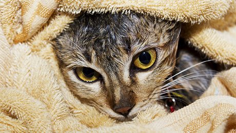 Astuces Pour Donner Un Bain A Son Chat Ou Le Laver Minutefacile Com